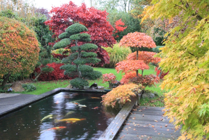 7 years work on a acer palmatum obtained from a garden center Img_4914