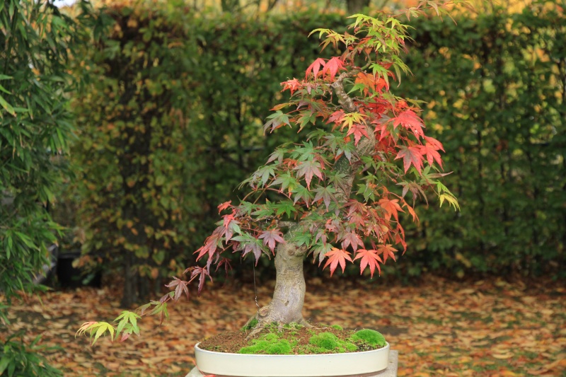 7 years work on a acer palmatum obtained from a garden center Img_5011