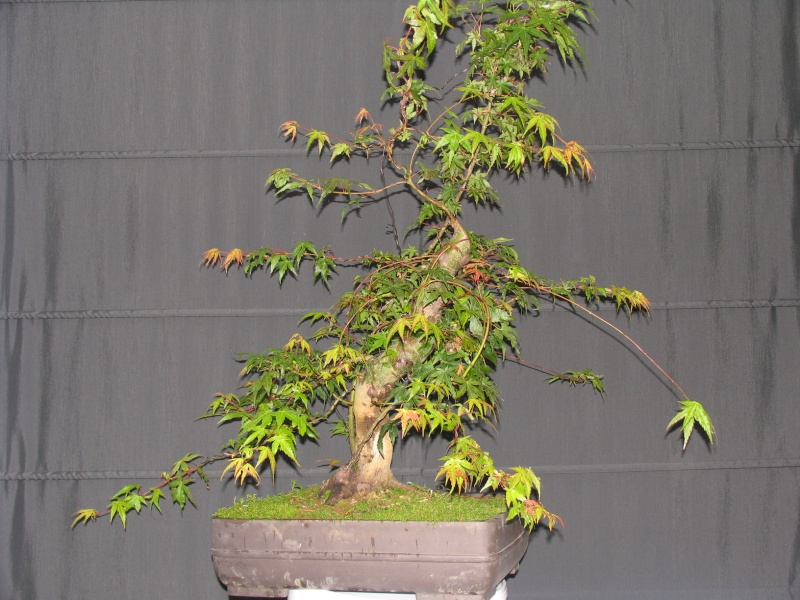 7 years work on a acer palmatum obtained from a garden center Img_5910