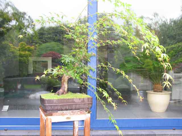 7 years work on a acer palmatum obtained from a garden center Statis10
