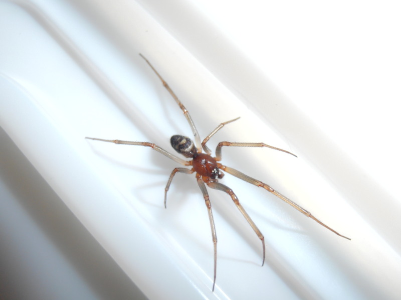 araignée - [Steatoda grossa] Quelle est cette araignée ?? Pb090012