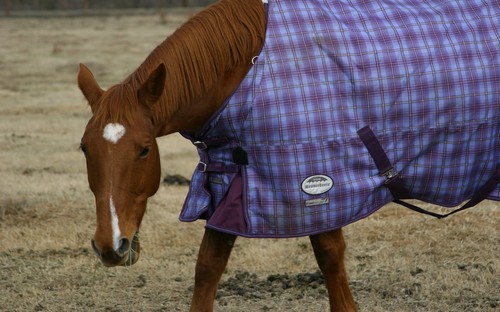 Quorima Pyro, cheval de selle. Alezan11