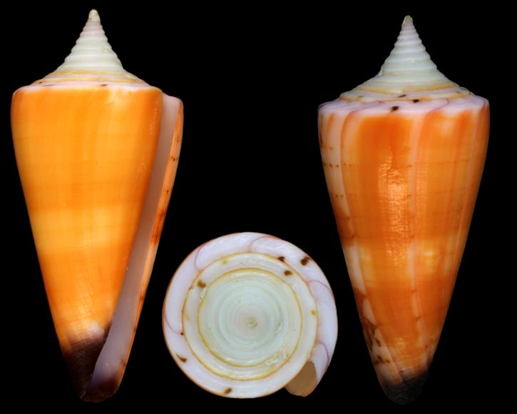 Conus (Strategoconus) krabiensis da Motta, 1982 voir C(St) generalis Genera10