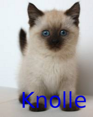 Knolle ~ Kater von Jacob Black  Knolle10