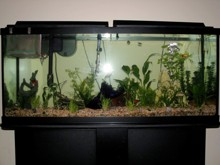 My 55 Gallon High Tech - Tons of Pictures! 111