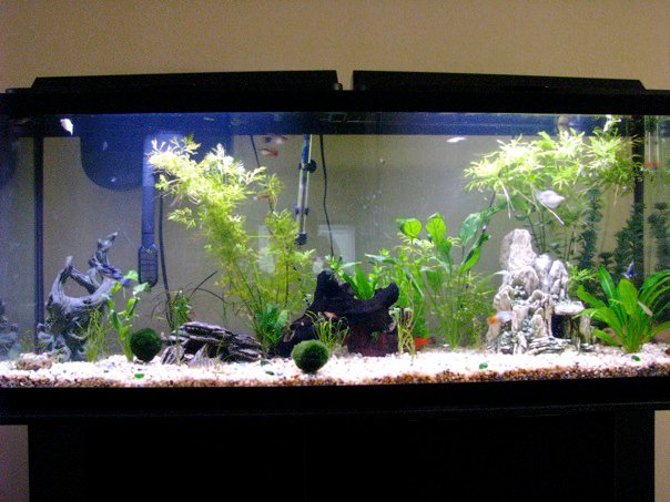 My 55 Gallon High Tech - Tons of Pictures! 211