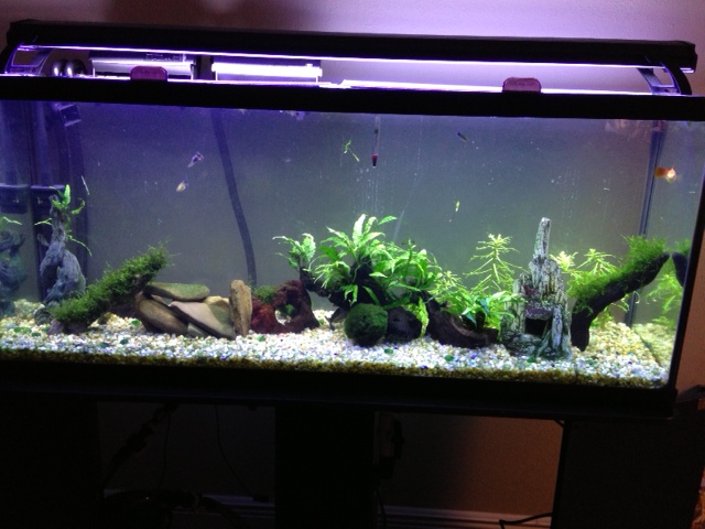 My 55 Gallon High Tech - Tons of Pictures! 2110