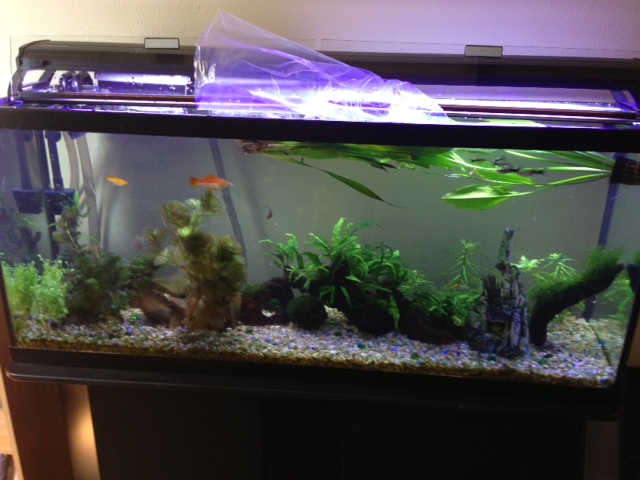 My 55 Gallon High Tech - Tons of Pictures! 2410