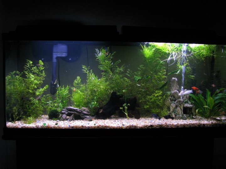 My 55 Gallon High Tech - Tons of Pictures! 411