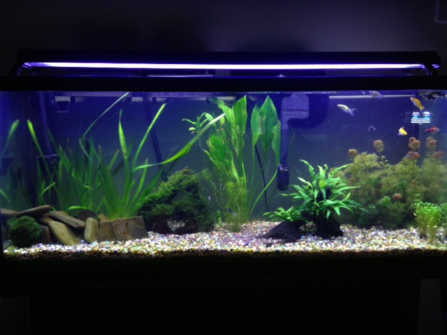 My 55 Gallon High Tech - Tons of Pictures! 4310