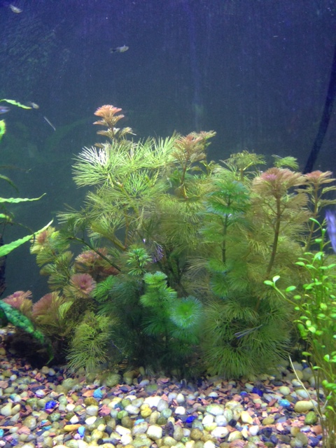 My 55 Gallon High Tech - Tons of Pictures! 4510