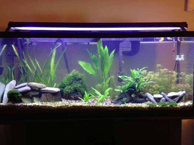 My 55 Gallon High Tech - Tons of Pictures! 5212