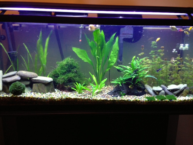 My 55 Gallon High Tech - Tons of Pictures! 5310