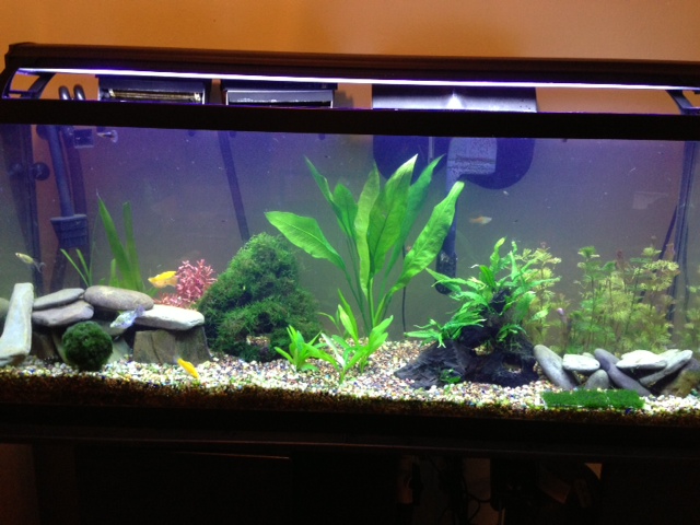 My 55 Gallon High Tech - Tons of Pictures! 5710