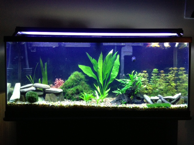 My 55 Gallon High Tech - Tons of Pictures! 6110