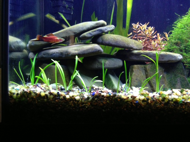 My 55 Gallon High Tech - Tons of Pictures! Photo_10