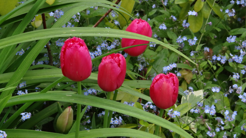 Tulipes. - Page 11 Dsc00317