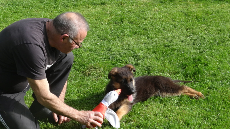 Ugo Notre Berger Allemand Dsc01758