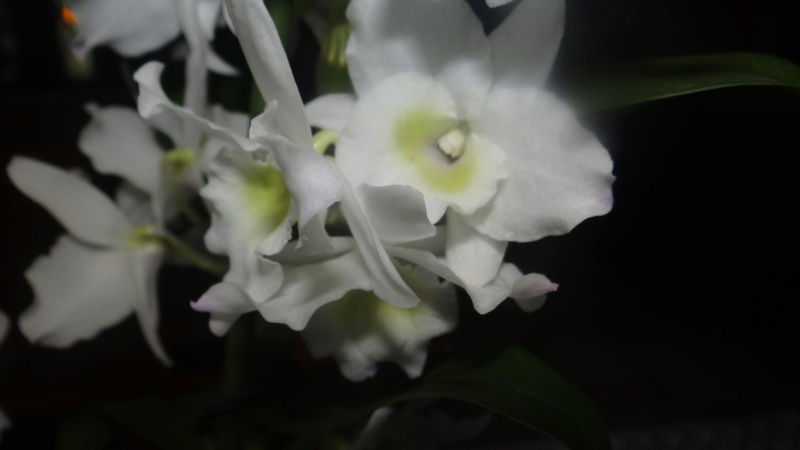 Dendrobium Nobile Dsc01818