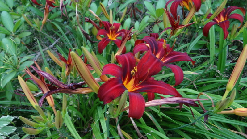 Hemerocallis - 2019 !!! - Page 3 Dsc02448