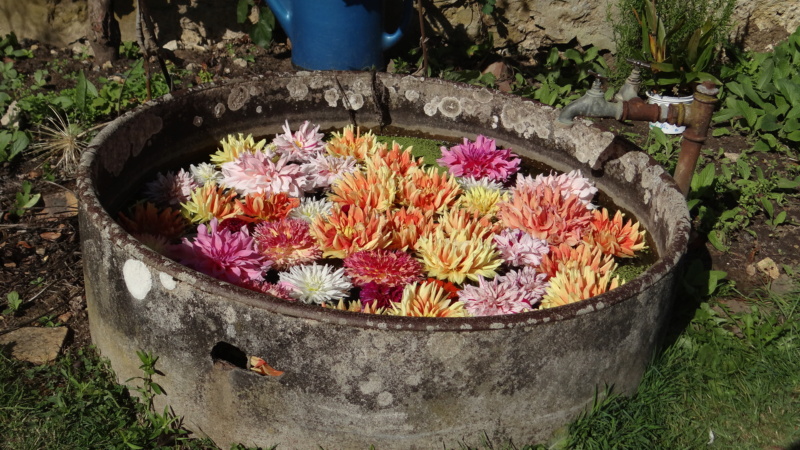 Ma Première Fête des Plantes à Saint Jean de Beauregard (91) Dsc03028