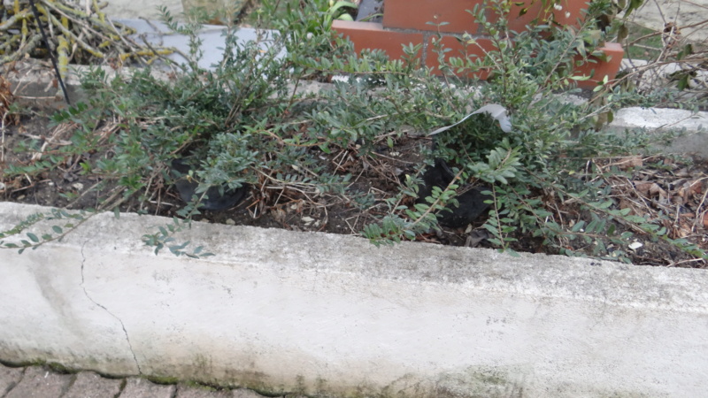 Lonicera Pileata ou Chèvrefeuille à Cupule ou à feuilles de Troène. Dsc09818