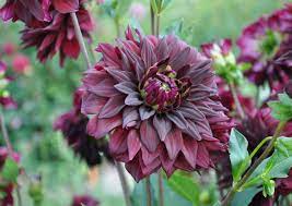 Les Dahlias 2023 de Nina ou Nani Noir_d11