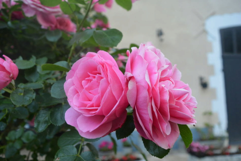 Quelles roses avez-vous et quelles sont vos préférées ? Rosier19