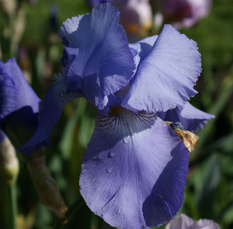 Schwertliliengewächse: Iris, Tigrida, Ixia, Sparaxis, Crocus, Freesia, Montbretie u.v.m. - Seite 27 Iris710