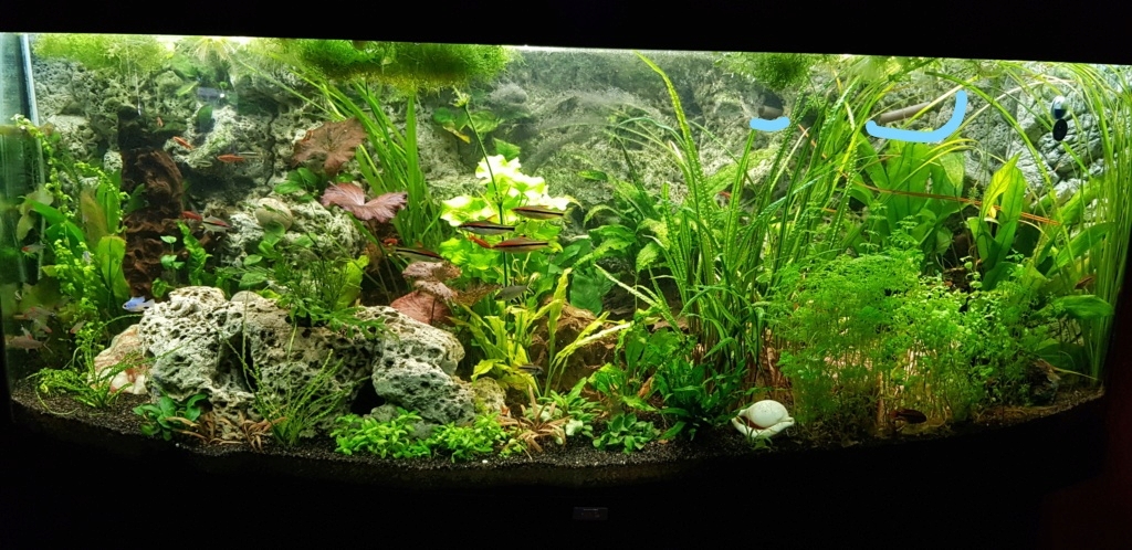 PRÉSENTATION DE MON AQUARIUM Inked210