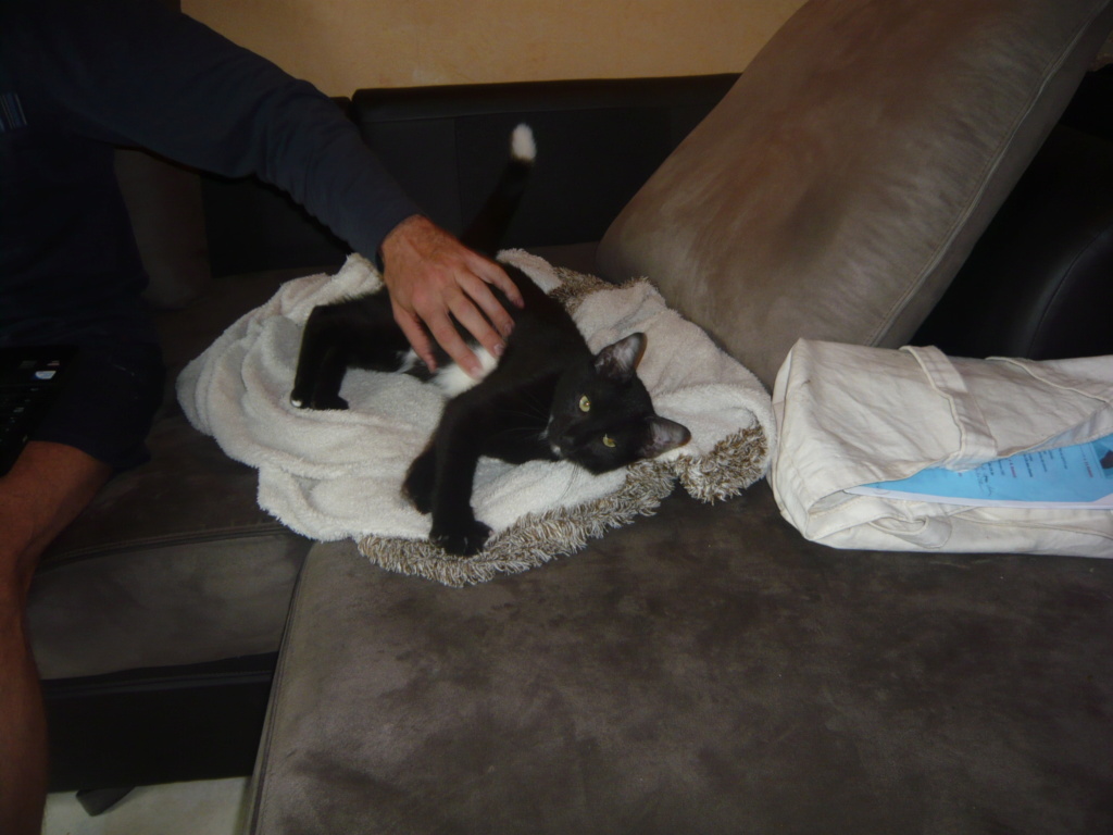 ORION, chaton mâle, noir et blanc, né le 01/05/18 P1040421