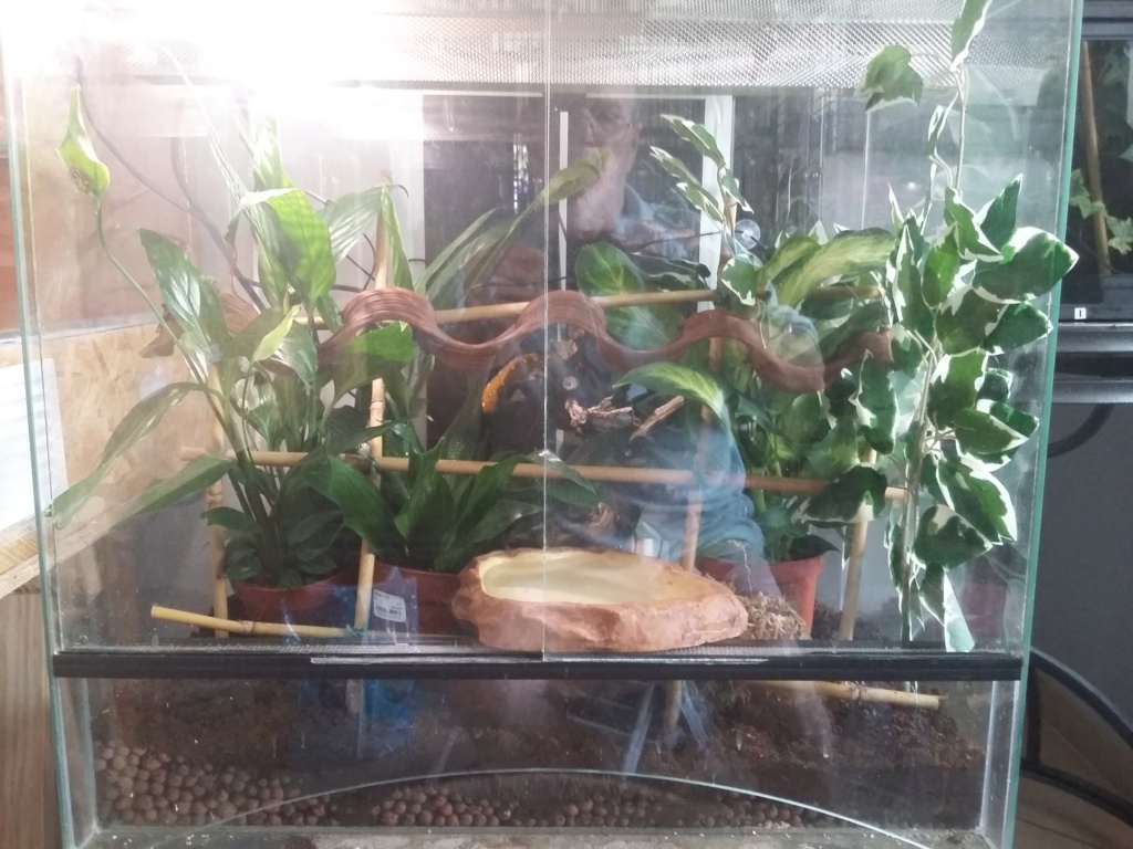 Hydratation Morelia Viridis ( méthode sèche ou non ? ) - Page 3 20180810