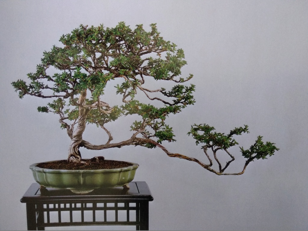 ¿Qué especies de bonsai os faltan? Img_2051