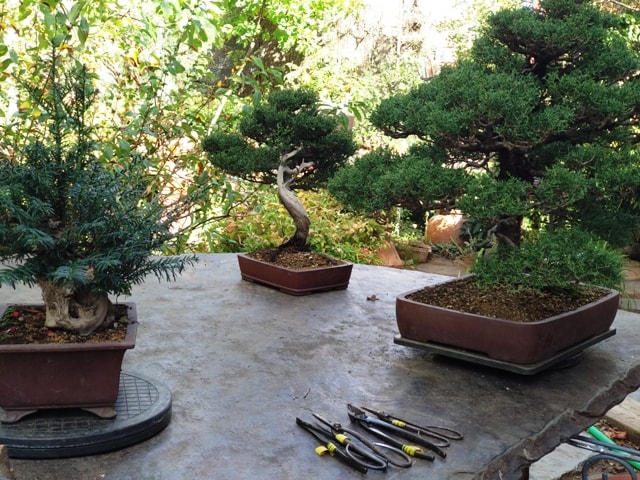 Un Jardin de bonsai en la Ciudad Imperial. Mesa-t11