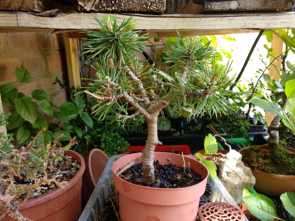 Trasplante Pinus Silvestris prebonsai Pino-s10