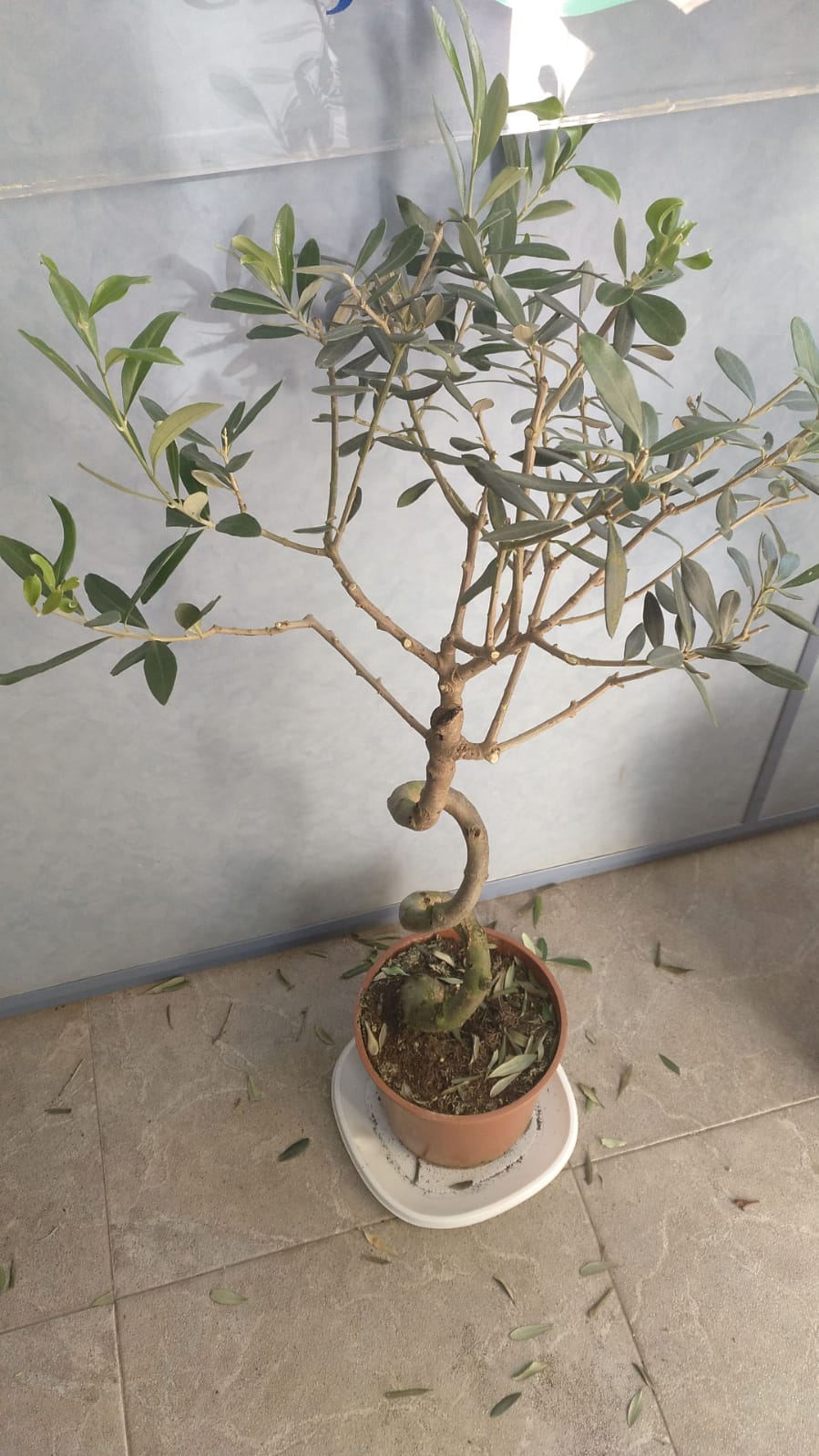 Vivero-Dori. Un olivo virtual. Planto10