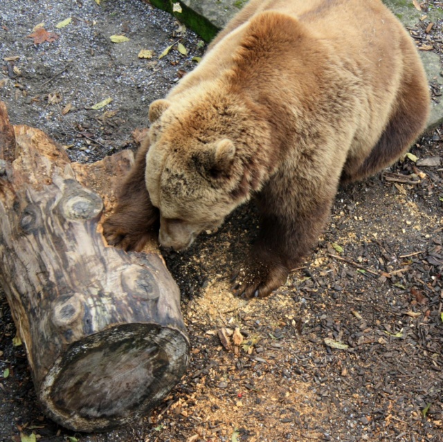 Медведь – предок человека Img_9610