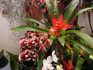 Orchideen im Terrarium Dsci0018
