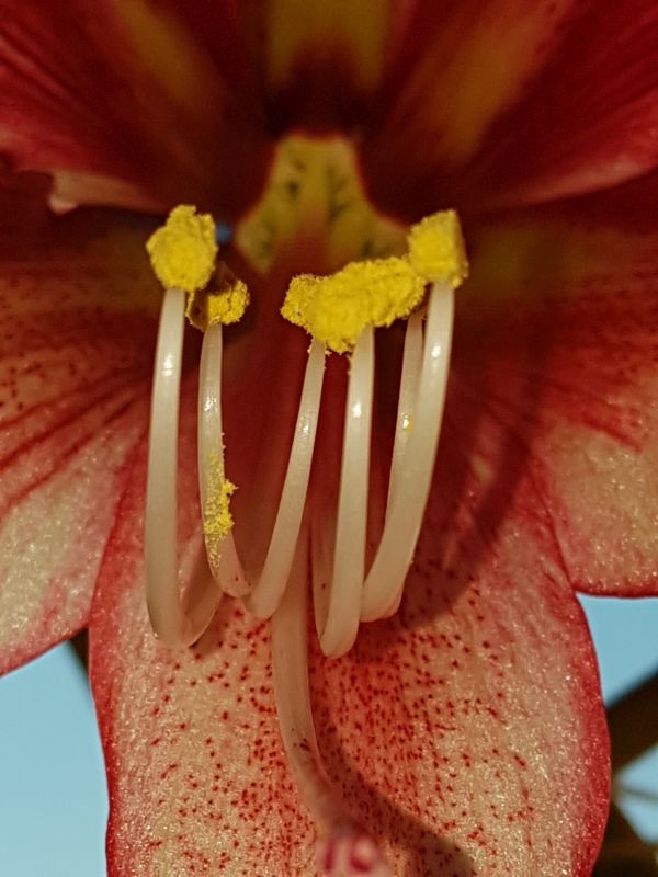 Amaryllisgewächse - Amaryllidaceae (Hippeastrum, Clivia, Nerine, Amaryllis, Agapanthus, Allium, Narcissus & Co.) - Teil 1 - Seite 70 1917