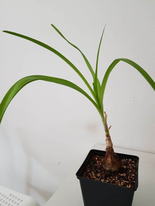 Amaryllisgewächse - Amaryllidaceae (Hippeastrum, Clivia, Nerine, Amaryllis, Agapanthus, Allium, Narcissus & Co.) - Teil 1 - Seite 62 3116