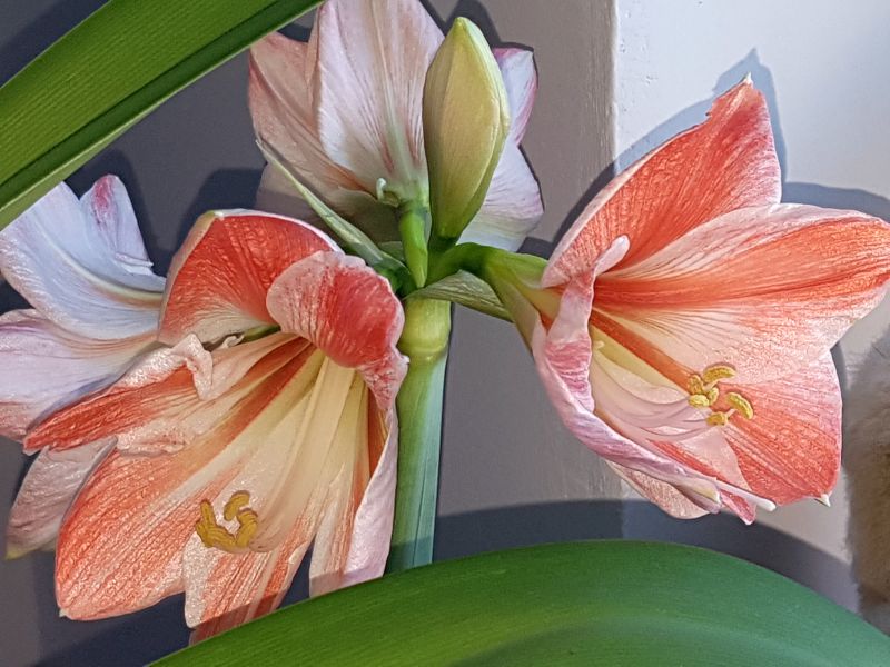 Amaryllisgewächse Amaryllidaceae (Hippeastrum, Clivia, Nerine