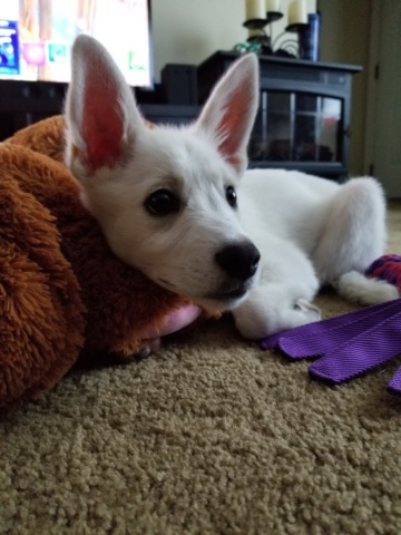 Hi! I just got a new Siberian husky puppy (I think?) 20180911