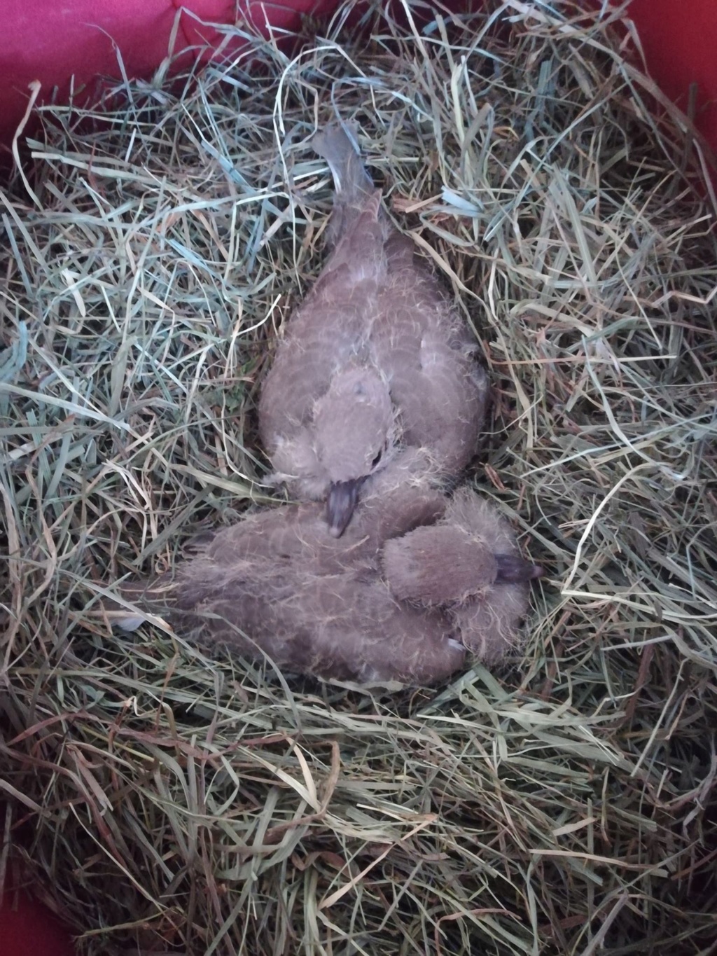 TOURTERELLES - bébé tourterelles trouvés dans le jardin 43225710