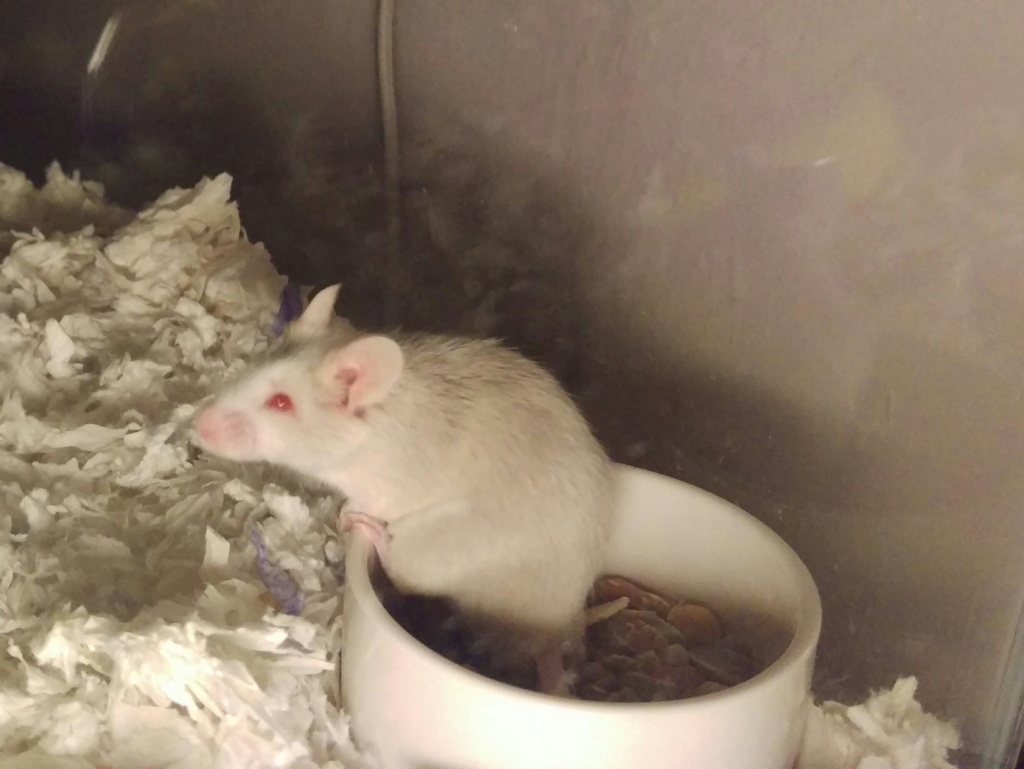 Hello, from Pietro's mouse mom! Imag2810