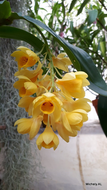 Dendrobium sulcatum 20200311