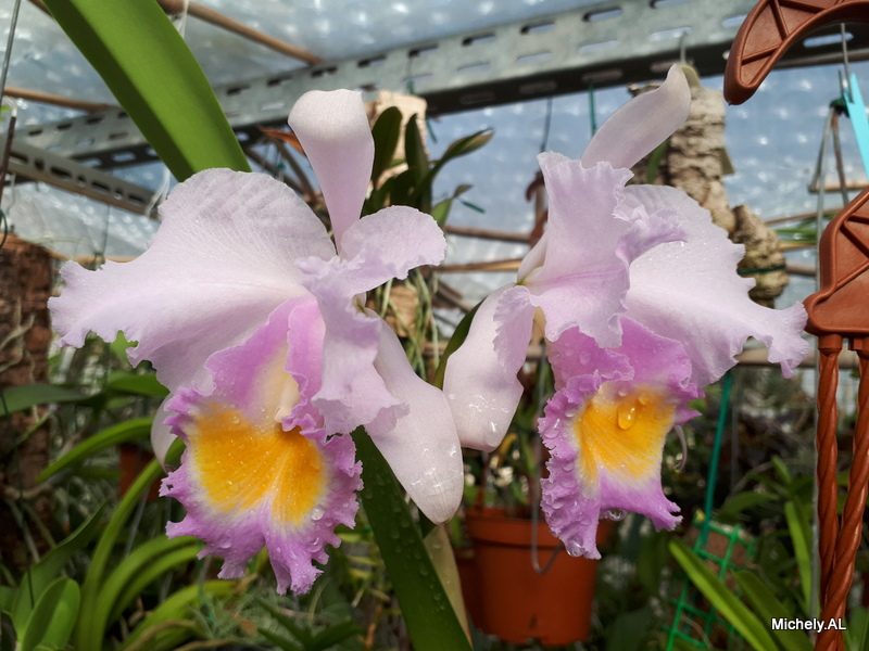 Cattleya schroederae 20210210