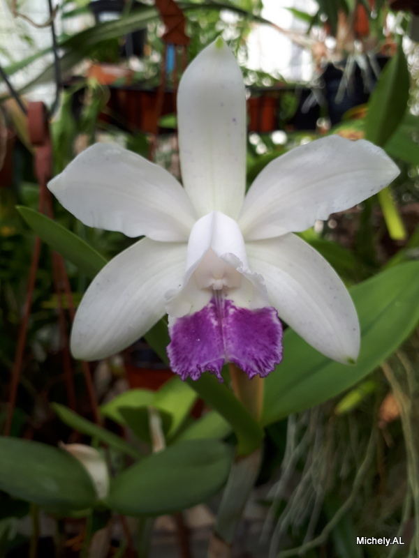 Cattleya intermedia f. coerulea 20210314