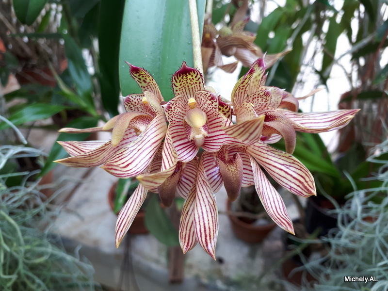 Bulbophyllum bicolor 20210619