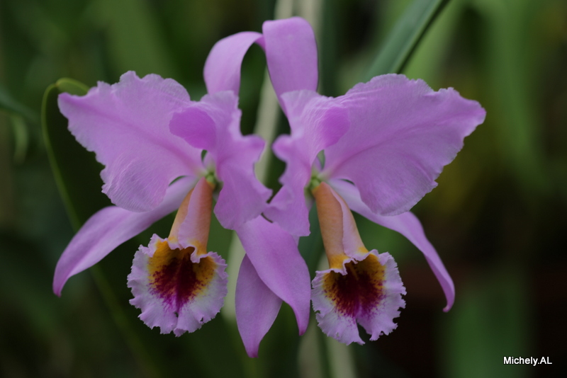 Cattleya percivaliana Img_3619