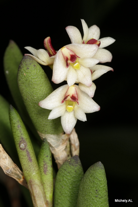 Dendrobium rigidum Img_3712